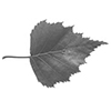 ash-leaf